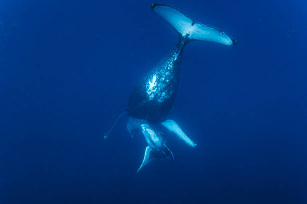 istock Humpback whale calf with its resting mother in the deep blue Pacific Ocean 1691210642