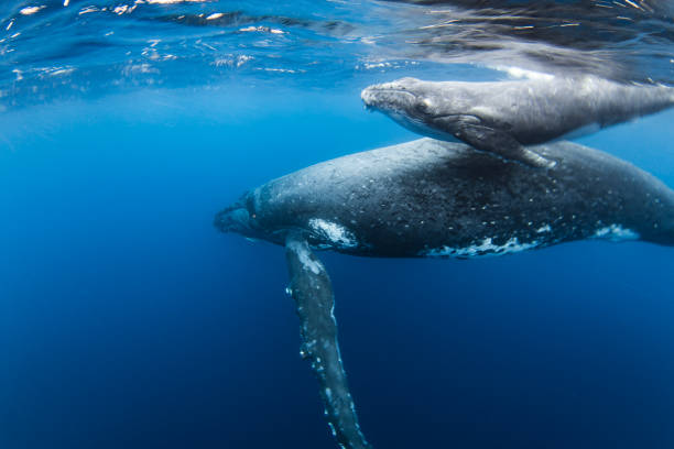 istock Humpback whale calf swimming alongside its mother in the deep blue Pacific Ocean 1691210901