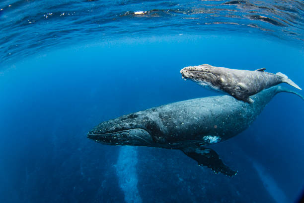 Close up of humpback whale calf swimming with its mother in the deep blue Pacific Ocean stock photo