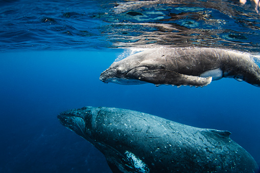 Close up of humpback whale calf swimming with its mother in the deep blue Pacific Ocean. Photographed off the tropical island of Vava’u, Kingdom of Tonga.