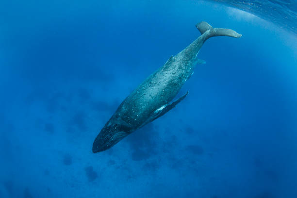 istock Humpback whale with calf swimming in the deep blue Pacific Ocean 1691211734