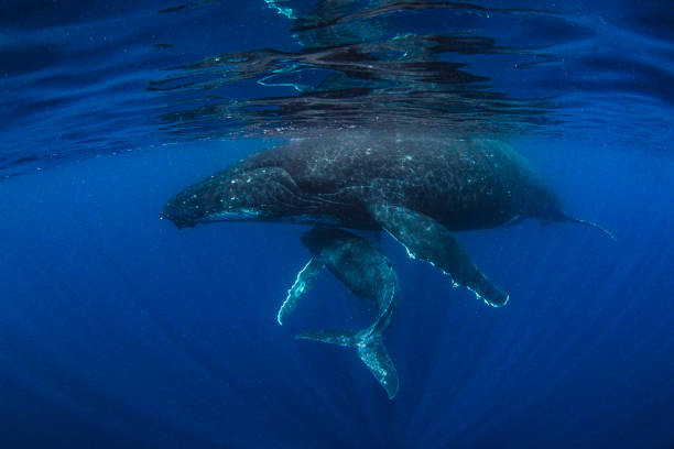 istock Humpback whale calf seeking shelter with its mother on the ocean surface 1691212302