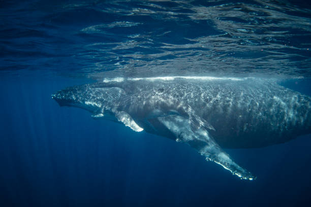 istock Humpback whale calf swimming alongside its mother in the deep blue Pacific Ocean 1691212820