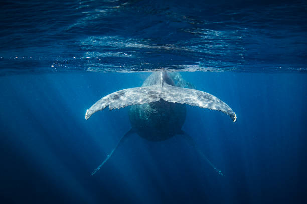 istock Humpback whale with calf swimming off into the deep blue Pacific Ocean 1691212855