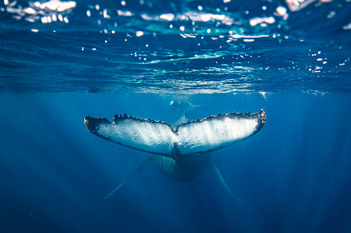Humpback whale with calf swimming off into the deep blue Pacific Ocean. Photographed off the tropical island of Vava’u, Kingdom of Tonga.