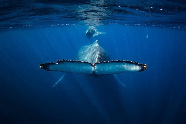 istock Humpback whale with calf swimming off into the deep blue Pacific Ocean 1691213360