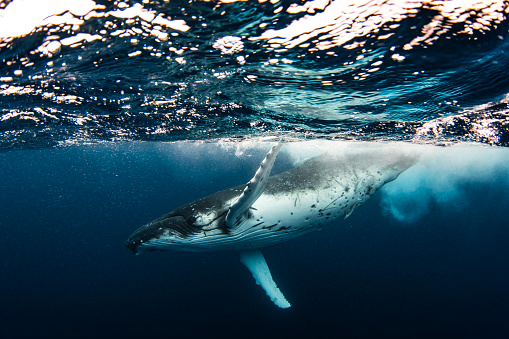 Humpback whale calf playing gracefully on the surface of the ocean. Photographed off the tropical island of Vava’u, Kingdom of Tonga.