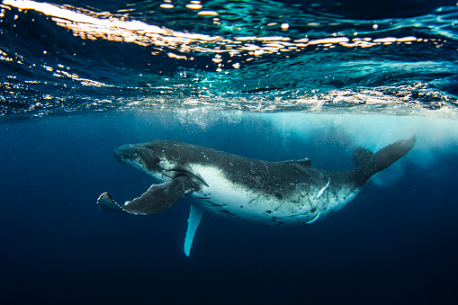 Humpback whale calf playing gracefully on the surface of the ocean. Photographed off the tropical island of Vava’u, Kingdom of Tonga.