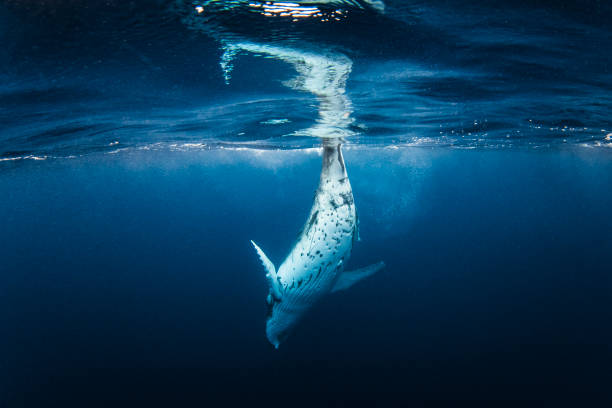 istock Humpback whale calf playing gracefully on the surface of the ocean 1691213385
