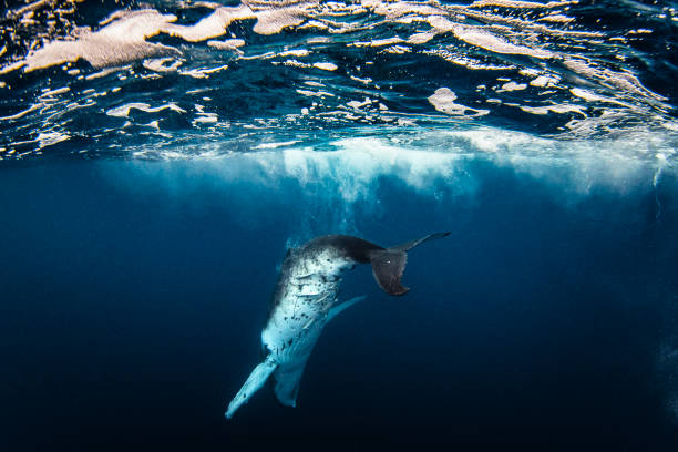 istock Humpback whale calf diving into the deep blue ocean 1691213397
