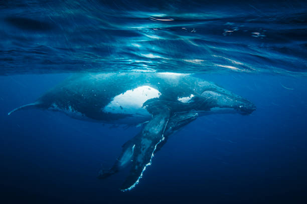 istock Humpback whale calf seeking shelter with its mother on the ocean surface 1691213914