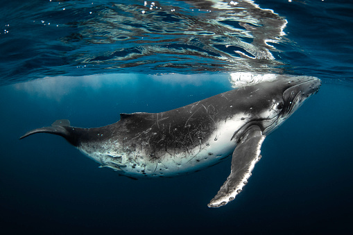 Humpback whale coming to the surface of the ocean to breathe. Photographed off the tropical island of Vava’u, Kingdom of Tonga.
