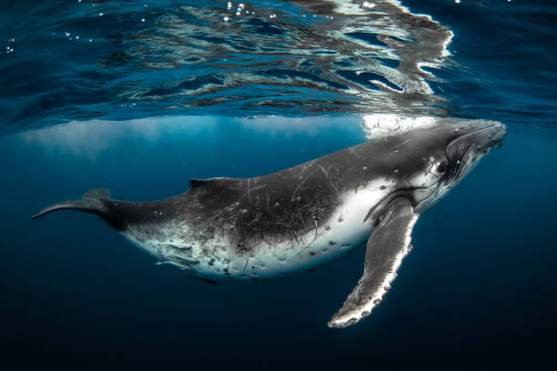 Humpback whale coming to the surface of the ocean to breathe Humpback whale coming to the surface of the ocean to breathe. Photographed off the tropical island of Vava’u, Kingdom of Tonga. aquatic mammal stock pictures, royalty-free photos & images