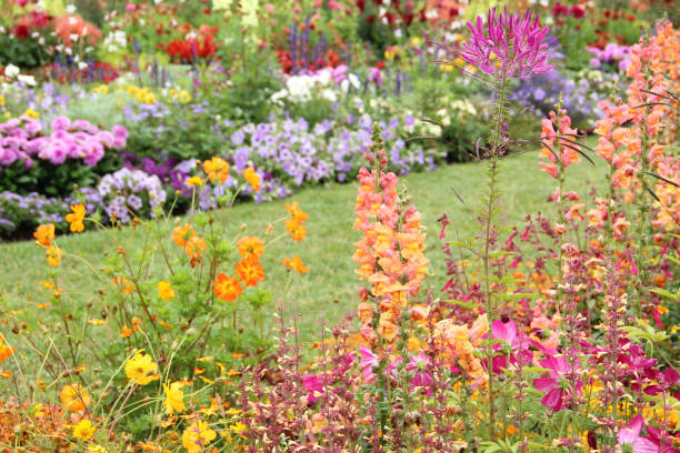 istock Summer flower garden 1691220597