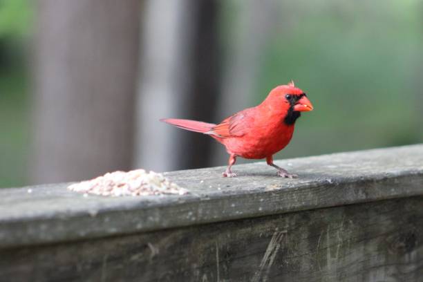 istock Male Northern Cardinal 1691223300