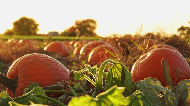 Pumpkin harvest and Thanksgiving Day season. Farm decorated with pumpkins and gourds for agritourism or agrotourism. Holiday Autumn festival scene and celebration of fall at golden hour.