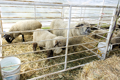 Sheep in cages used for livestock