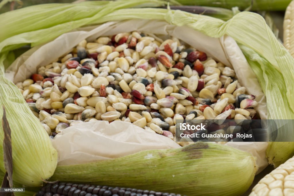 What Is Shell Corn Shelled Corn Black Corn Kernels There Are Different Types Of Corn Stock ...