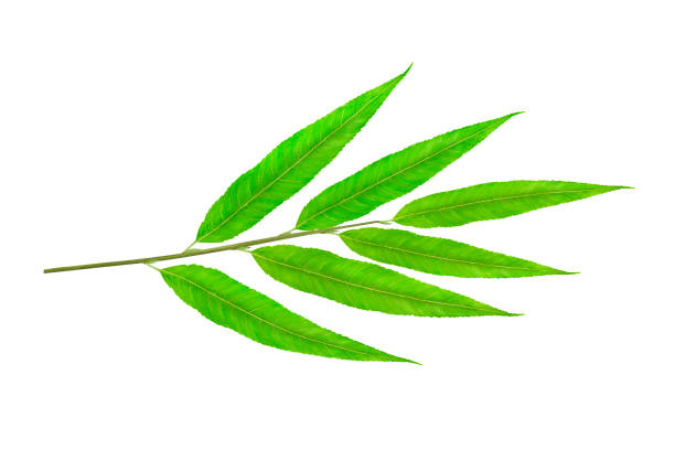 istock Willow branch with green leaves drawn in watercolor on a white background. 1691255274