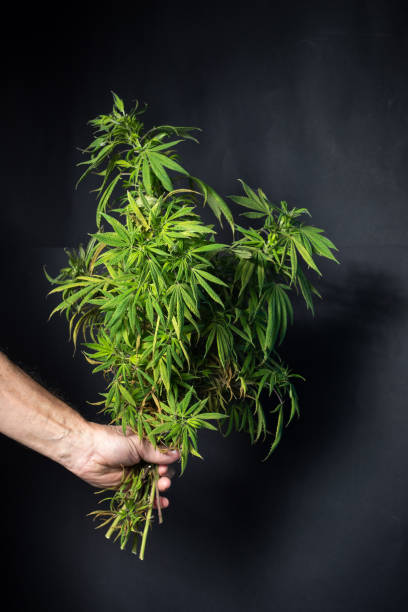 istock Twig with marijuana leaves in male hands 1691291674