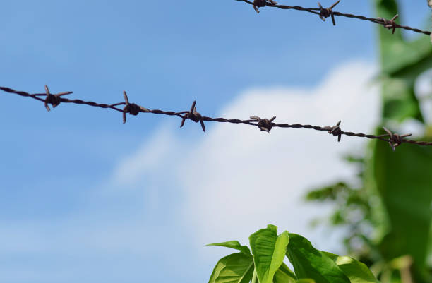 barbed wire border a stretch of two barbed wires against a backdrop of leaves and clear skies rusty barb stock pictures, royalty-free photos & images