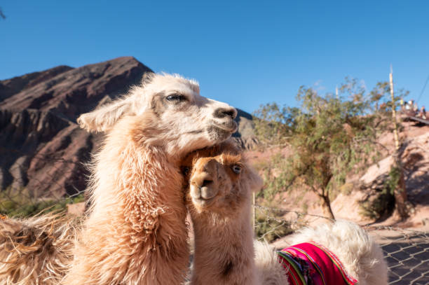 Llamas Mirador El Porito in the resort town of Purmamarca in the Province of Jujuy in Argentina in 2023 Llamas Mirador El Porito in the resort town of Purmamarca in the Province of Jujuy in Argentina in 2023. mirador stock pictures, royalty-free photos & images