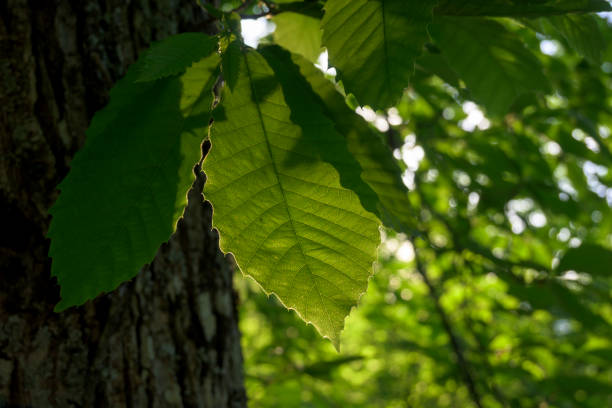 istock Green chestnut leaf backlit in the forest with branches horizontally 1691306975
