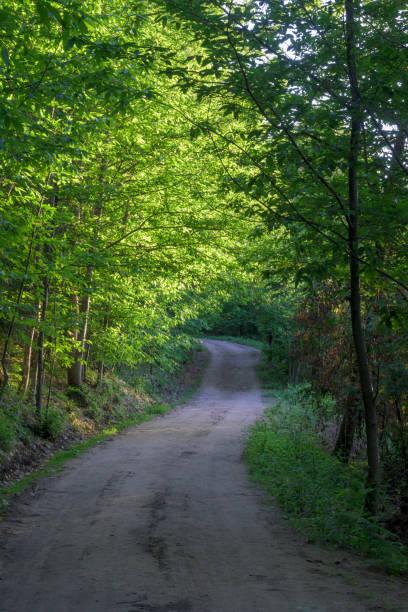 istock Wide dirt road in green forest with abundant shadow horizontally 1691307953