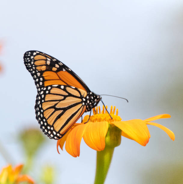 istock Butterfly-orange flower-Howard County Indiana 1691309015