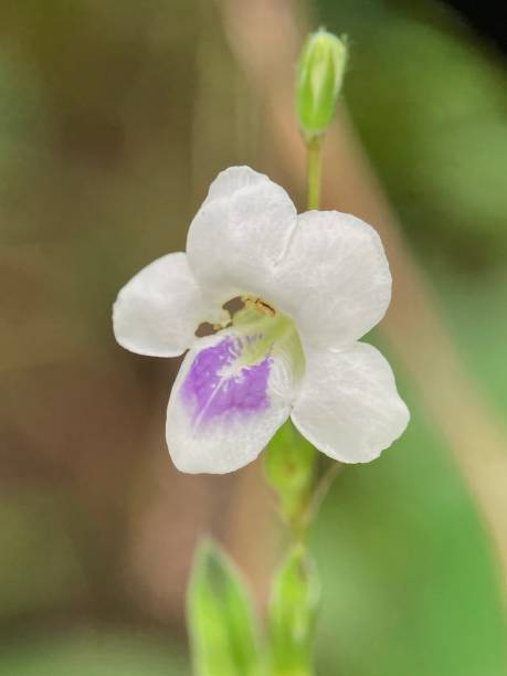 istock Chinese violet flower 1691319527