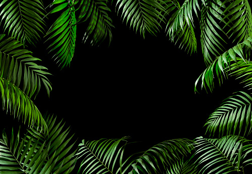 Frame made of palm leaves over black background.
