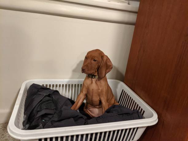 istock Puppy in the Laundry 2 1691331189