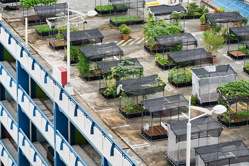Roof of a public HDB residential car park repurposed as a community garden in Jurong West, Singapore.