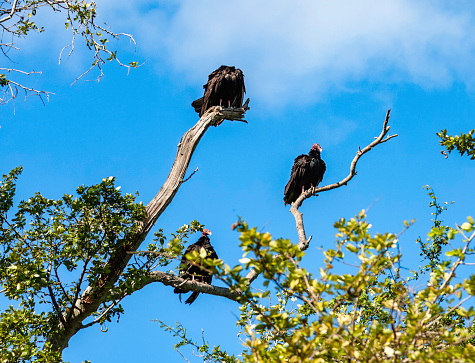 Vultures (Cathartes burrovianus) at the Centla wetlands, biosphere reserve in Tabasco, Mexico