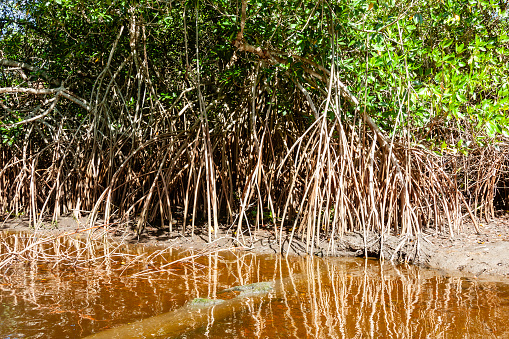 Mangrove trees at the Centla wetlands, biosphere reserve in Tabasco, Mexico
