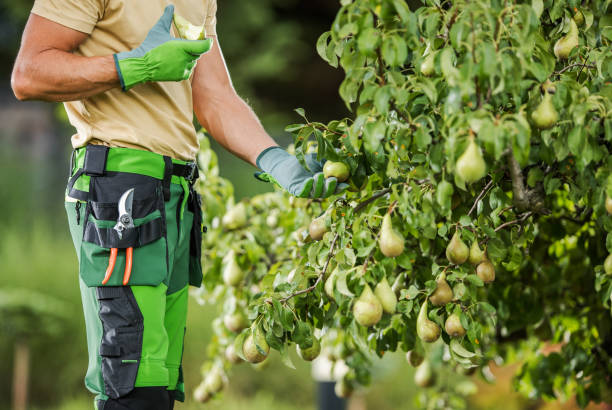 istock Farmer Checking on His Pear Tree and Eating the Fruit 1691344527