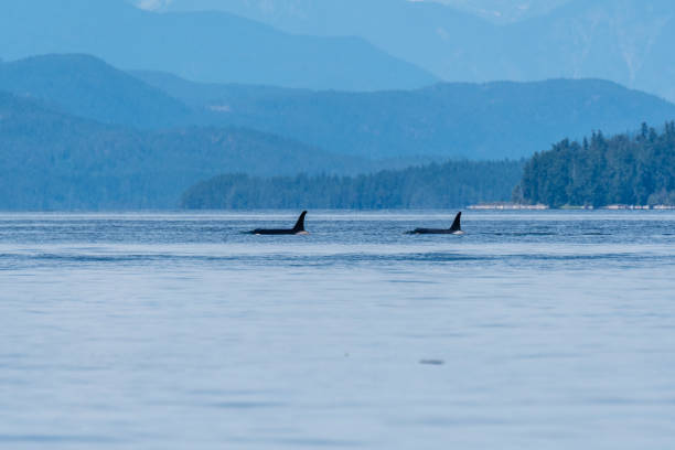 istock BC Northern Resident Orca 1691347860
