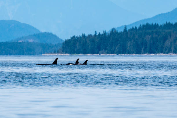 istock Northern Resident Orca fins 1691347867