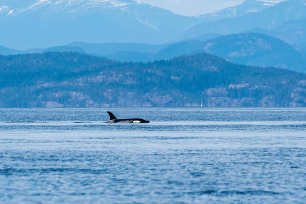 istock Iconic BC Northern Resident Orca 1691348394