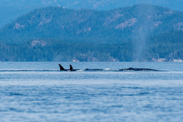 istock Whale of a stand off 1691348414