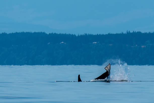istock Northern Resident Orca slap splash 1691348433