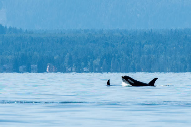 istock Northern Resident Orca pop up 1691348454