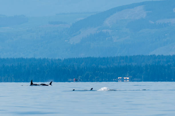 istock Northern Resident Orca head to head 1691348887