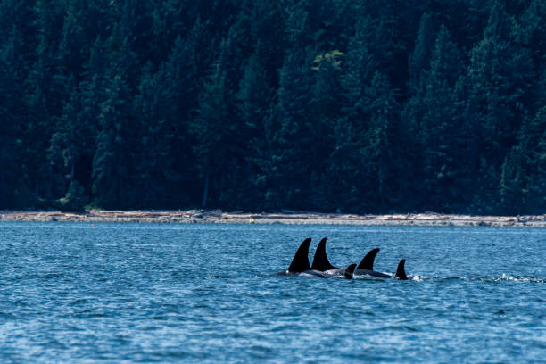 istock Iconic Northern Resident Orca 1691348990