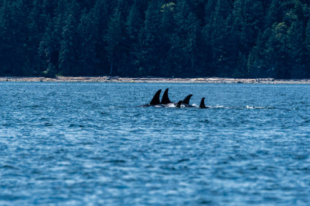 istock Close Northern Resident Orca Pod 1691349575