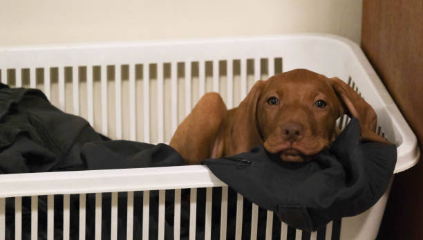 istock Puppy in the Laundry 1 1691350171