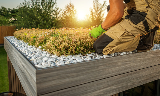 Caucasian Gardener Checking on a Sedum Living Roof During Scenic Sunset