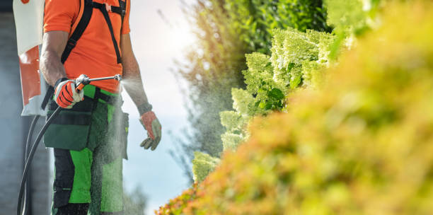 istock Professional Gardening Worker Insecticide Back Yard Garden Plants 1691356397
