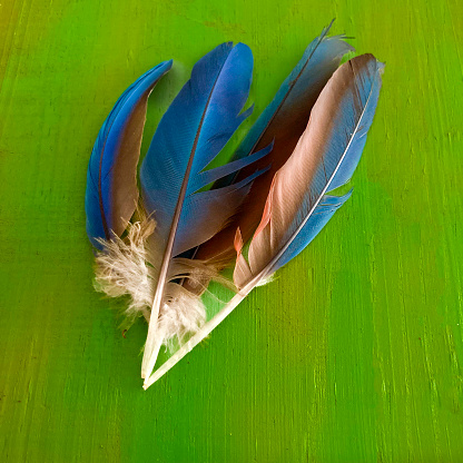Above view of parrot feathers over green color wood surface . Feathers picked up from a tropical garden in Caracas city.