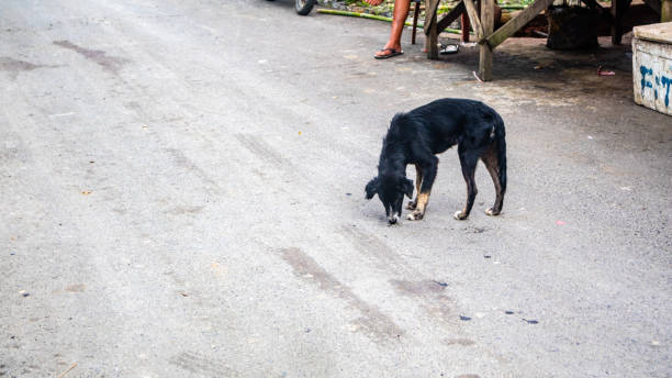 istock dogs on traditional market streets 1691374538